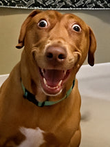 KV