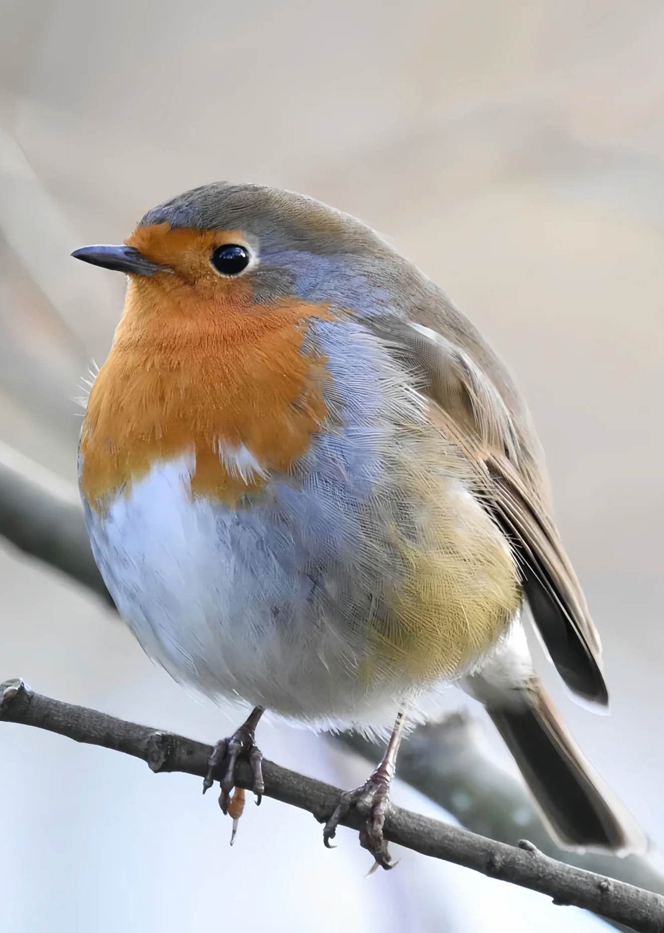 European Robin