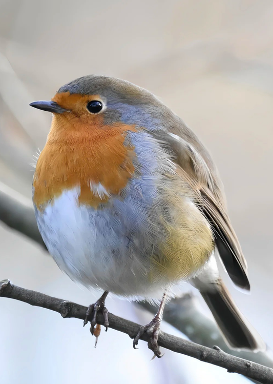 European Robin
