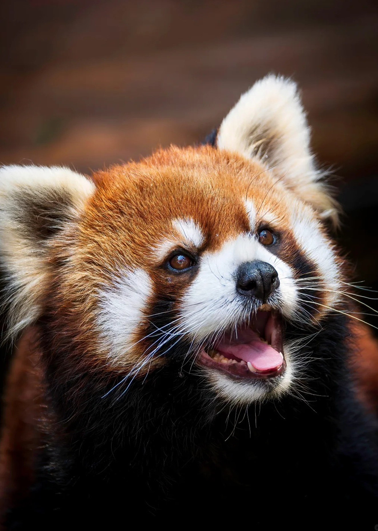 Red Panda