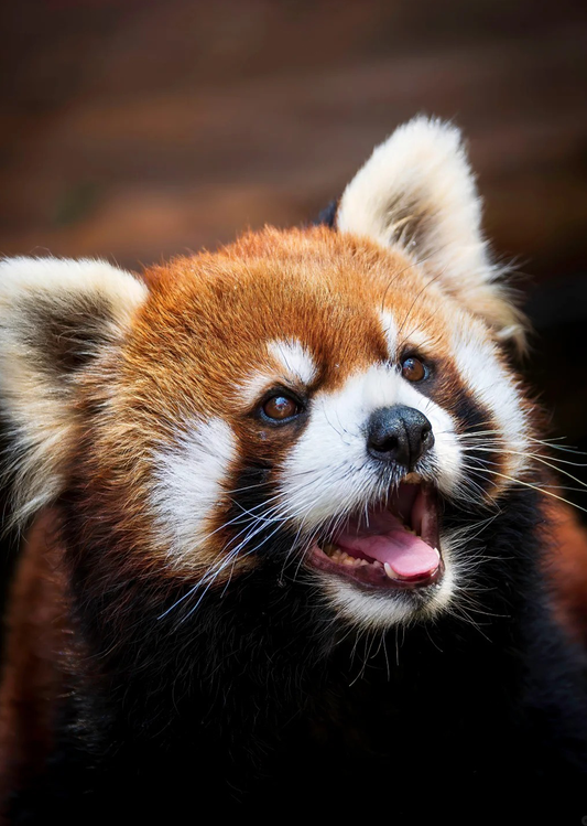 Red Panda