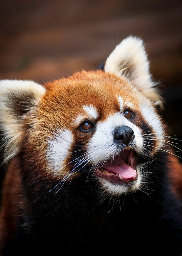Red Panda