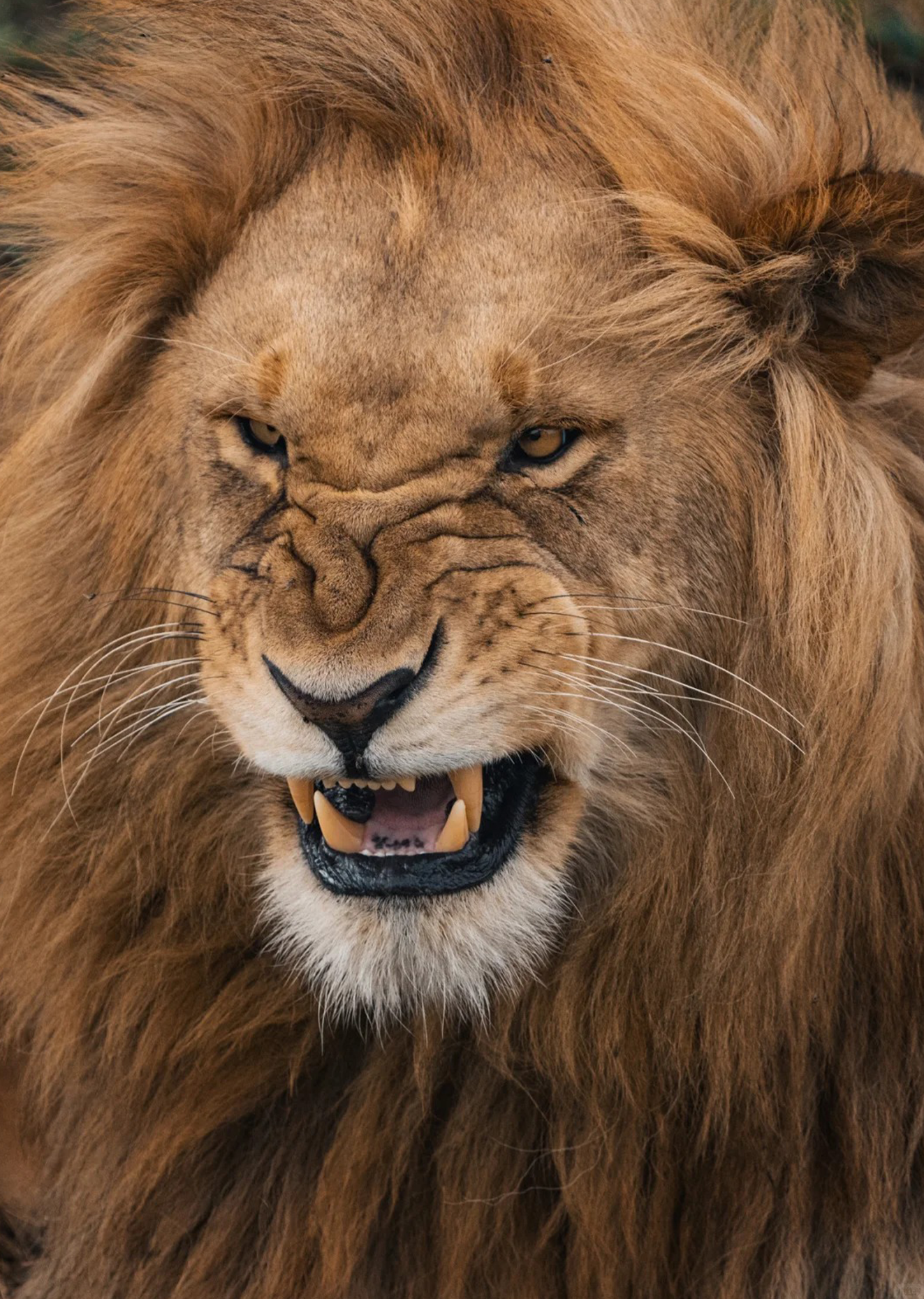 Male Lion