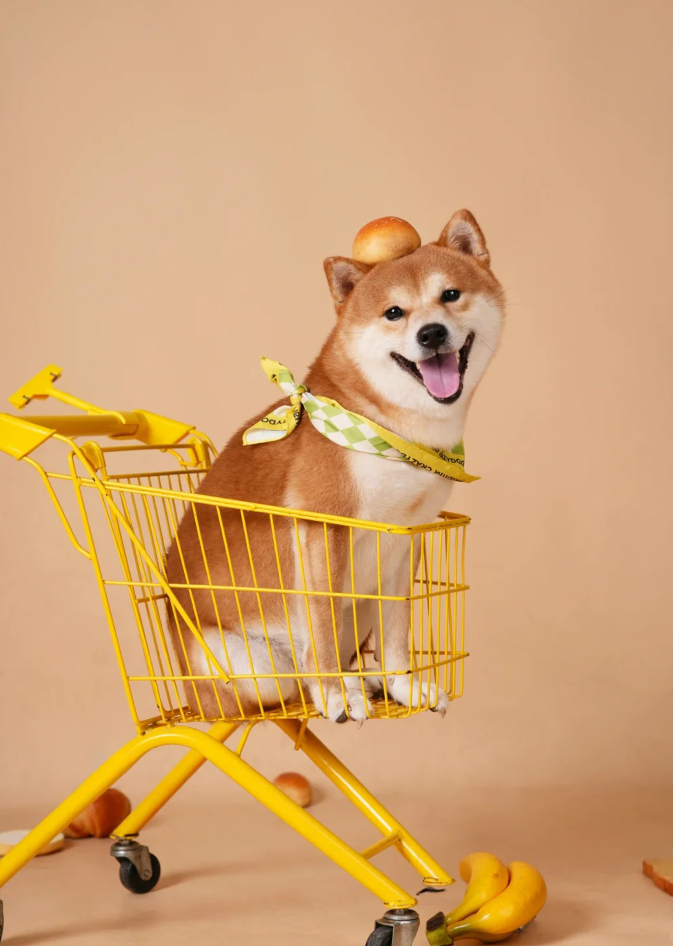 Shiba Inu 3