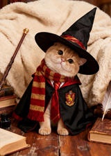 Harry Potter Cat