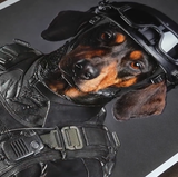 The SWAT